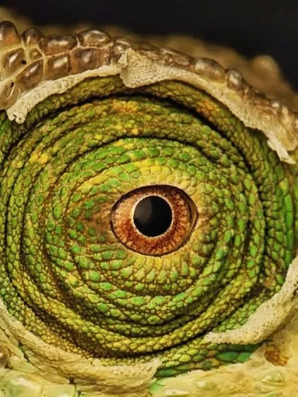 A macro shot of the Malagasy Giant Chameleon's eye. The intricate, swirling pattern of scales around the eye is a universe of texture and detail.