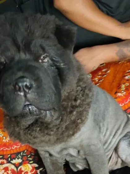This is a special lion cut for a Chow Chow. I have the experience to do unique, breed-specific styles safely and make your pet stand out.