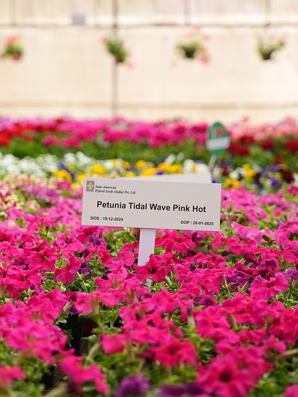 A bed of our Petunia 'Tidal Wave Pink Hot' on display at our farm. This variety is known for its vigorous growth and spreading habit, creating a massive wave of color.