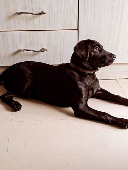 Zoella Dog Training - Puppy Foundation Training Welcome to the Pack! photo 6