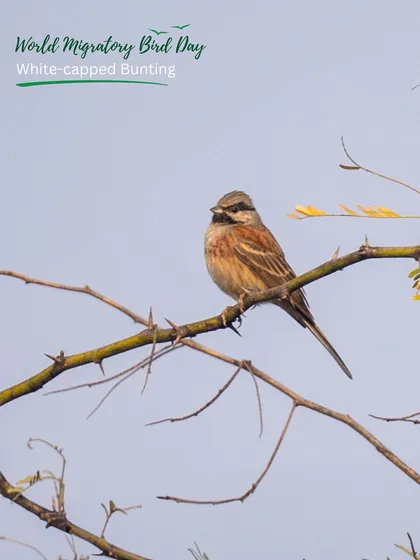 The White-capped Bunting, another winter visitor, finds refuge in the thorny branches of our native trees. These birds travel from colder northern regions to our milder climate.