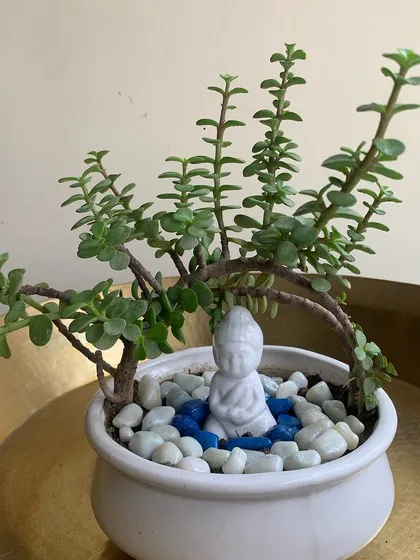 I designed this piece to bring a sense of tranquility to the workplace. It features a jade plant, known for bringing good luck, arching over a small Buddha statue, creating a perfect focal point for meditation and calm.