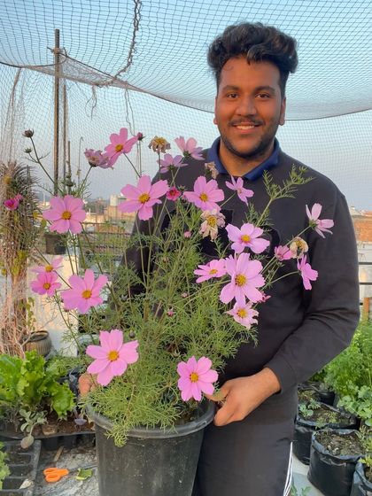 Holding a pot full of blooming Cosmos flowers is pure happiness. These flowers are not only beautiful and hardy but are also magnets for pollinators, making them a perfect companion for any kitchen garden.