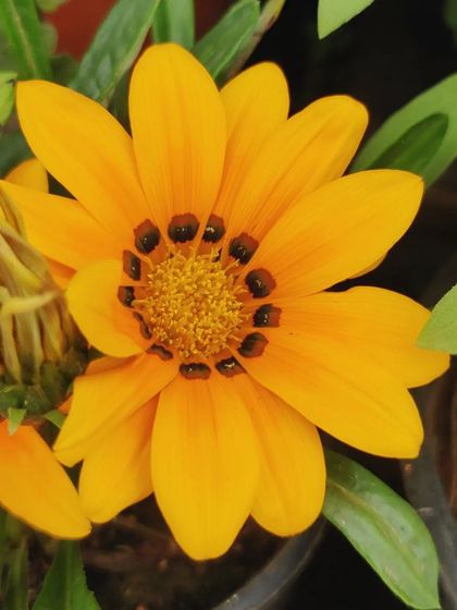 A bright yellow Gazania, also known as the treasure flower. It opens in the sun and closes at night.