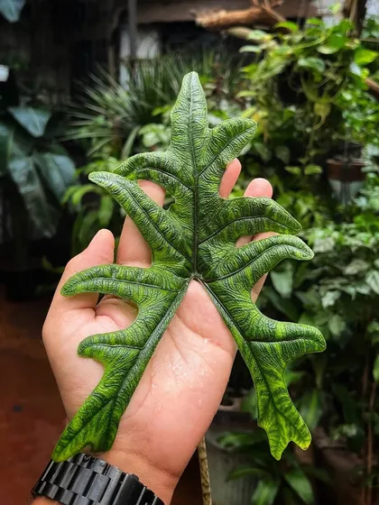 The Alocasia Jacklyn. A must-have for plant collectors, its unusual, deeply lobed leaves have a striking, architectural look with dark green coloration and intricate blackish veins.