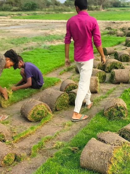 Another view of the harvesting process. The rolls are left on the field for a short time before being collected for delivery.