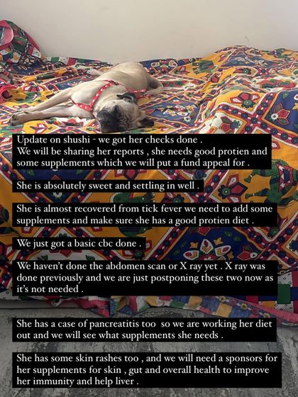 PL Paws - Animal Rescue & Rehabilitation How Your Donations Help: Our Medical Cases photo 49