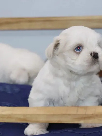 This little white Shih Tzu puppy is curious and alert. I focus on raising puppies that are not just healthy but also have confident and friendly personalities.