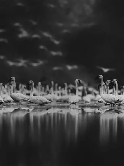 "The Celestials of Earth." This black and white version of flamingos in the twilight was nominated at the BW Spider Awards. The conversion to monochrome emphasizes the reflections, the forms, and the dramatic sky, creating a timeless, otherworldly scene.