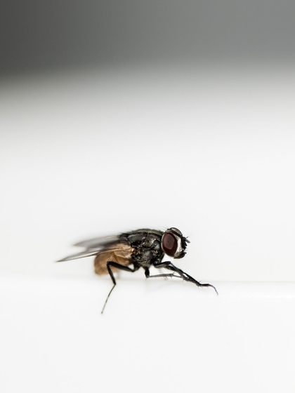 Another minimalist composition of a housefly, using negative space to create a sense of scale and isolation.