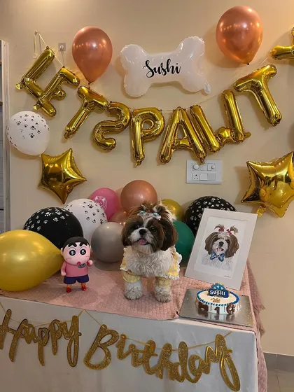 A fantastic "Let's Pawty" setup for Sushi the Shih Tzu's birthday, featuring balloons, a custom portrait, and one of our cakes.