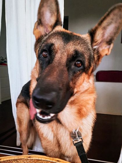 I can never get enough of his adorable head tilts. It's one of the many ways he communicates with me, showing he's engaged and listening.