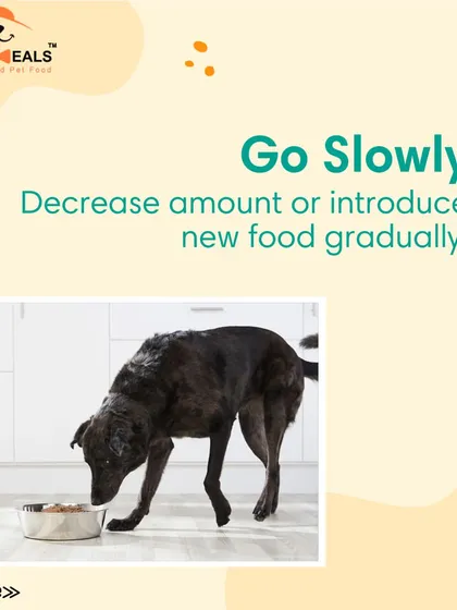 This collection of infographics and product shots provides a comprehensive guide to understanding, preventing, and managing dog obesity with my specialized diet plans and responsible treating tips.