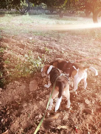 I am a passionate advocate for rescued dogs. These two beagles, Alexander and Darius, are ex-lab dogs learning to enjoy life's simple pleasures, like sniffing around a field on a loose leash. I create enriching experiences to help them heal and build confidence.