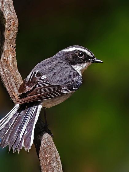 A male Gray Bushchat sits on a gnarled, twisting branch. The interesting shape of the perch adds character to this classic bird portrait.