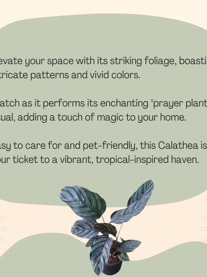 The Calathea is an enchanting "prayer plant" that folds its leaves up at night. It's easy to care for, pet-friendly, and your ticket to a vibrant, tropical-inspired haven.