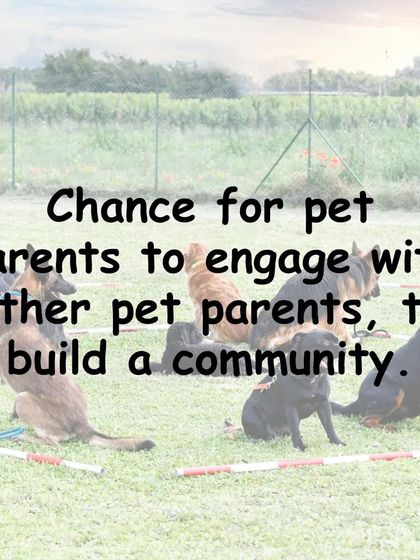 Gourav Vartalur - Dog Obedience Training Group Obedience Classes photo 13