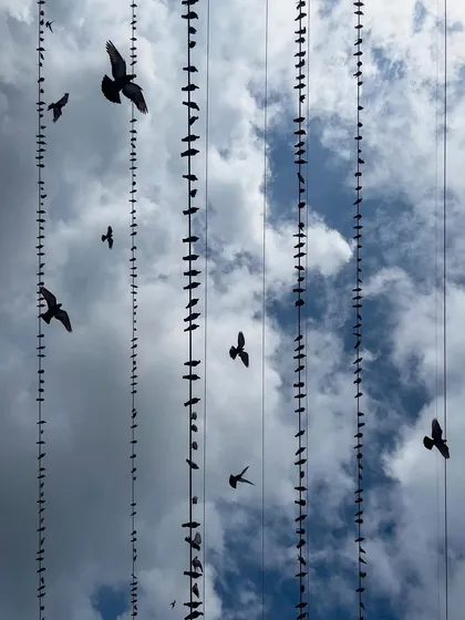 Looking up at the sky, the wires create a grid filled with birds, both perched and in flight. This perspective turns a common sight into an interesting abstract pattern.