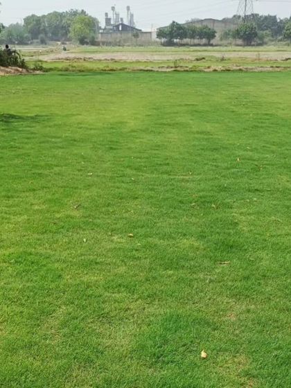 Delhi Gardner - Wholesale Plant & Turf Supply Natural Grass Turf: From Our Farm to Your Project photo 125