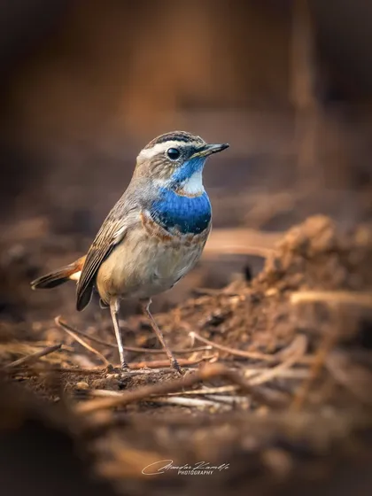 A Bluethroat stands proudly on the ground. The brilliant blue patch on its throat is a key feature, and this ground-level shot provides an intimate perspective.