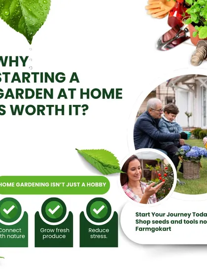 Home gardening isn't just a hobby. It's a way to connect with nature, grow fresh produce, and reduce stress. Start your journey with my premium seeds and tools.