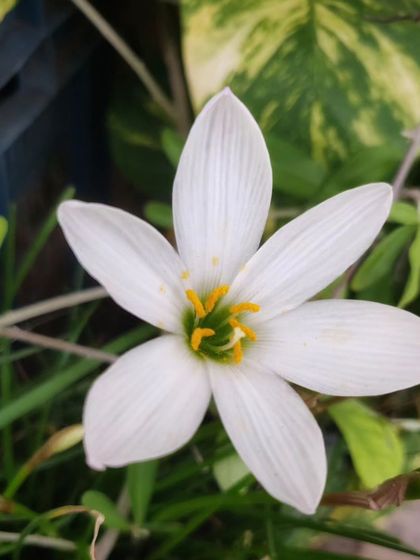 The Rain Lily, a delicate white flower that often appears magically after a good rain.