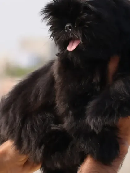 Holding up one of my two month old black Shih Tzu puppies. You can see the quality of his fur and his sturdy little body.