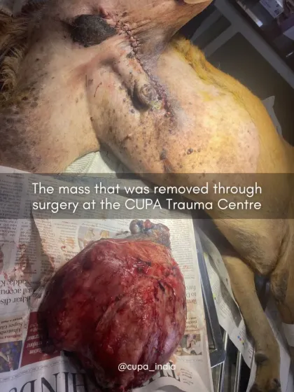 Cupa - Emergency Animal Rescue & Treatment Dog Rescue & Recovery Stories photo 27