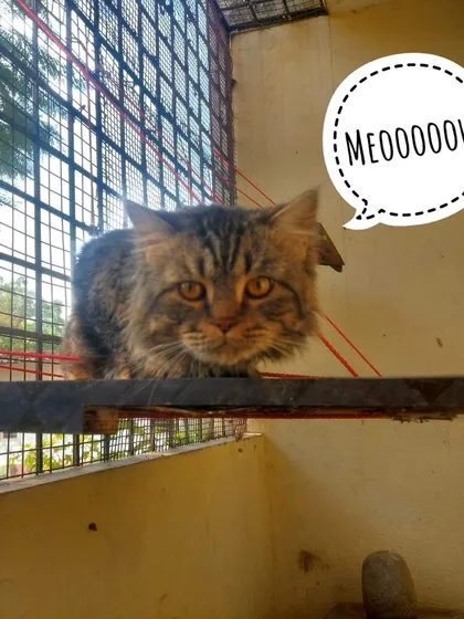 Meoooow. This beautiful cat is enjoying her perch in the catio, where she can see outside safely.