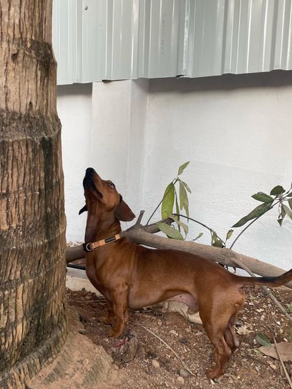 Stay - Dog Daycare Happy Faces of Stay photo 8