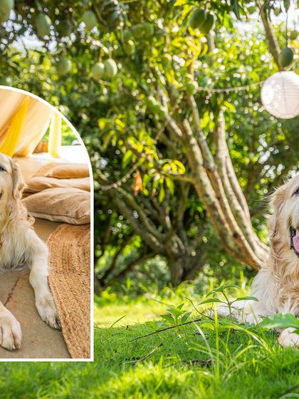 A collage of Zuko enjoying the beautiful outdoor setting. These shots capture him relaxing in the sun, a peaceful memory for his family to cherish.
