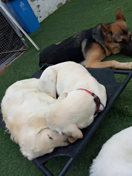 Nap time for the pack. A German Shepherd keeps watch while two other pups curl up together on an elevated bed.