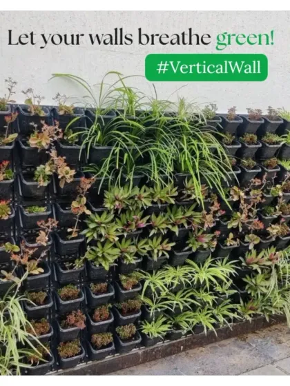 A close-up of a newly planted vertical wall. We use a mix of plants, including succulents and spider plants, to create a resilient and visually appealing composition that will fill in and mature over time.