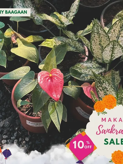 To celebrate Makar Sankranti, we offered a 10% discount on our plant hampers. It's a sustainable way to share joy during the festive season.