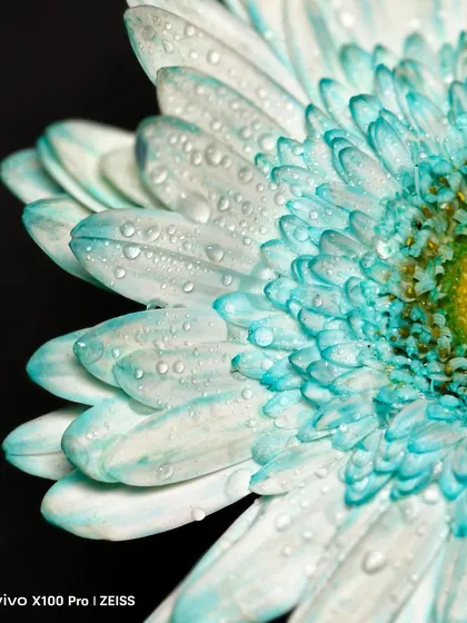 Another macro shot for the Vivo X100 Pro campaign, focusing on the texture of water droplets on petals. This demonstrates an eye for fine detail, perfect for brands that value precision and quality.