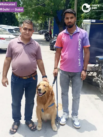 My team member poses with Audi, a beautiful Golden Retriever, before his flight from Delhi to Dubai. I ensure every pet is comfortable and ready for their journey.