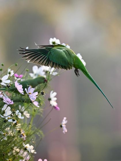 A parakeet diving towards a flower, its wings tucked in for speed. This is another dynamic action shot from the series at Sundar Nursery.