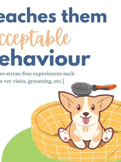 Socialization teaches your puppy acceptable behavior in different situations. This makes future vet visits, grooming appointments, and outings stress-free for everyone.