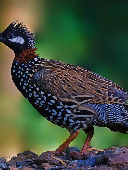 A male Black Francolin stands on rocky ground. This full-body shot showcases its striking and complex plumage pattern in its natural habitat.