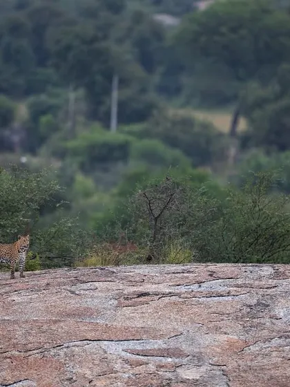 A jungle cat, often mistaken for a leopard cub, stands its ground on a rocky ledge. This image highlights the diversity of wild cats found in these habitats.