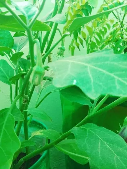 A close-up of young brinjals growing on the plant. It’s so rewarding to see your food grow from a small flower to a vegetable you can cook and eat, and I can help you experience that.