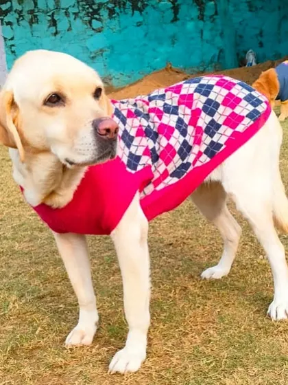Adoption Alert: Doodle, a friendly 3-year-old Labrador, is in need of a loving home. Please reach out if you can help.