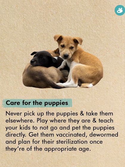 The Pack - Pet Parent Education & Workshops Awaara Nahi, Humara Hai: Community Dog Advocacy photo 28