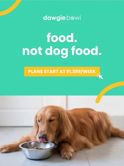 My philosophy is simple: I make food, not dog food. This means every meal is crafted with human-grade ingredients, free from preservatives and mystery fillers. This beautiful Golden Retriever enjoying their meal embodies our commitment to providing real, honest nutrition.