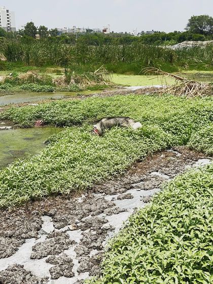 Brooke's Home - Dog Boarding (Homestay) Outdoor Adventures & Playtime photo 9