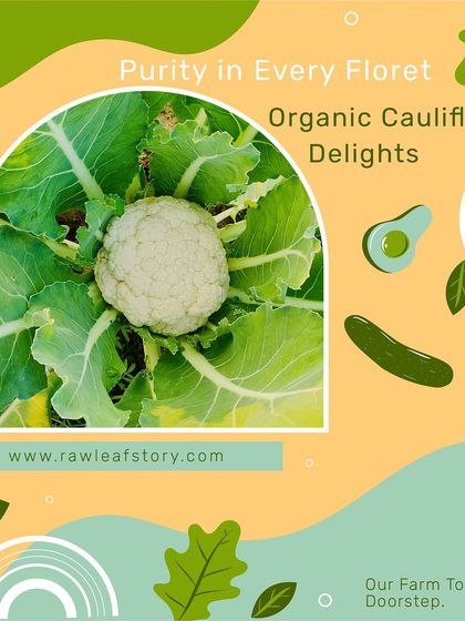 A perfect head of organic cauliflower growing in our field. We ensure our vegetables grow naturally, resulting in pure flavor and nutrition in every floret.