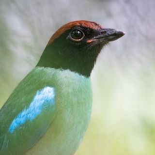 Ishaan Shrimal