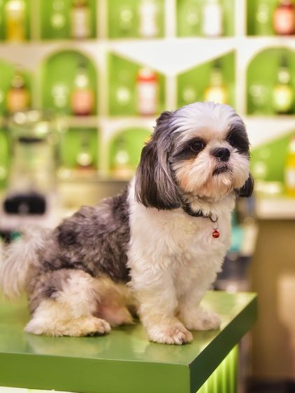 A portrait of a very photogenic Shih Tzu, posing like a pro on the cafe counter. Pet photography is all about capturing their unique personality and adorable expressions.