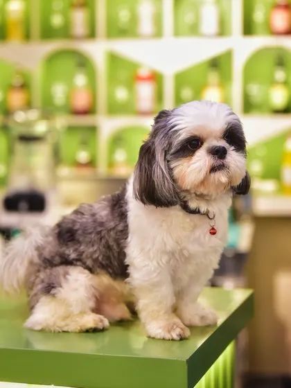 A portrait of a very photogenic Shih Tzu, posing like a pro on the cafe counter. Pet photography is all about capturing their unique personality and adorable expressions.