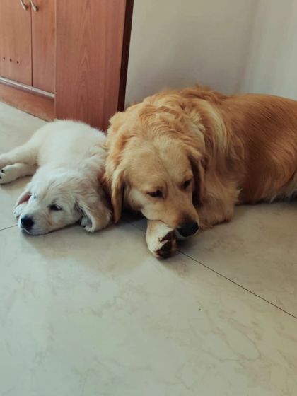 Zoella Dog Training - Puppy Foundation Training My Story & My Pups photo 6